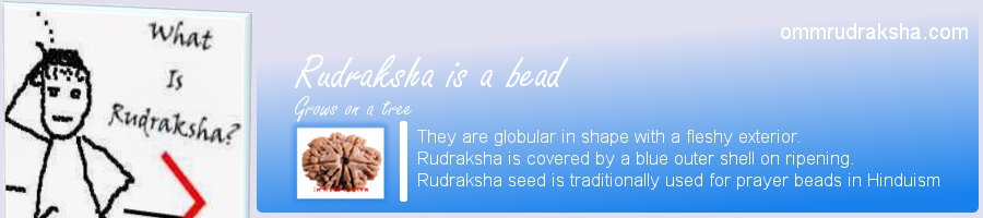 What is rudraksha