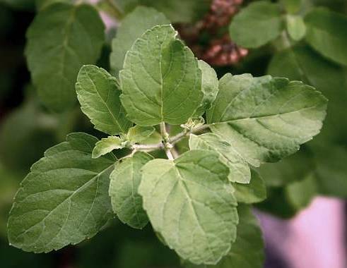 Tulasi plant leave