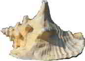 conch