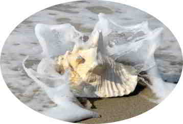 conch