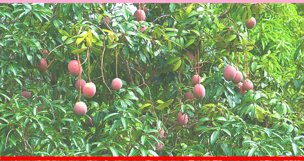 The sacred mango tree