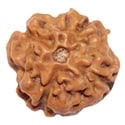 4 mukhi rudraksha