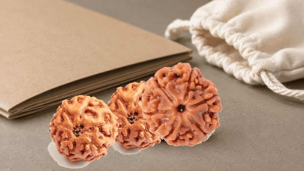 Side-by-side Rudraksha bead comparison using Nepali and Indonesian OMM catalogue references