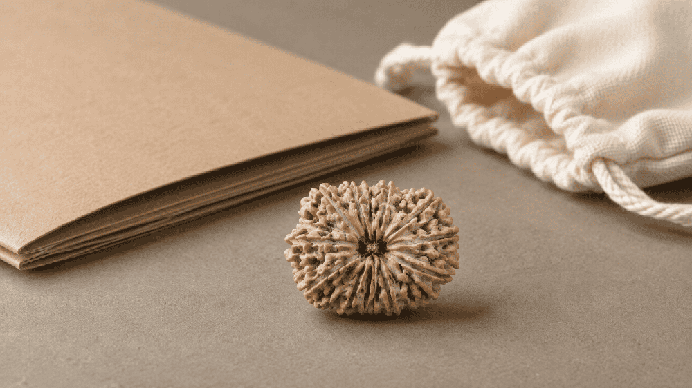 Close-up of a natural Rudraksha bead used as an editorial product-detail reference